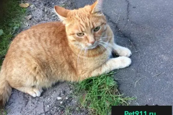 Найден домашний рыжий кот в Жуковском