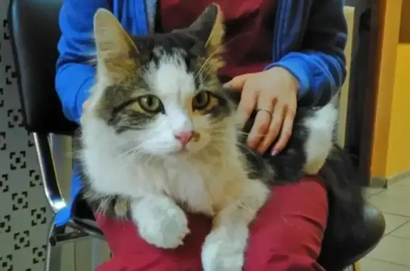 Найден крупный трехцветный кот в Москве