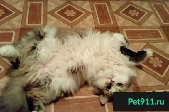 Пропала серая кошка с белыми лапками в Малоархангельске.