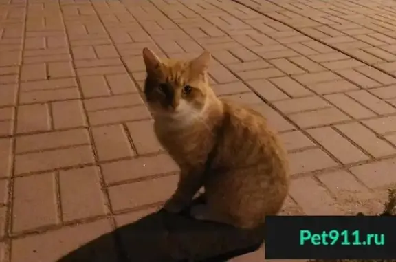 Найден кот с хвостом-колбаской на Гражданском проспекте, 101