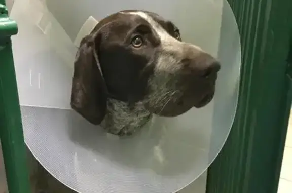 Собака найдена в Ветеринарную клинику в Вялки с сломанной лапой