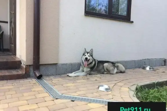 Найдена собака в селе Кулешовка, ищем хозяев