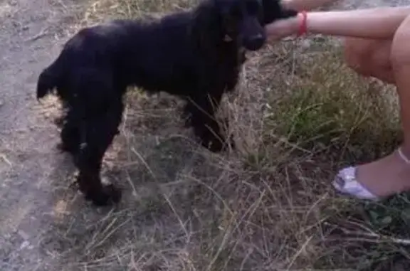 Найдена породистая собака в Симферополе, ищет хозяина.