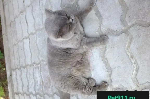 Найдена Британская кошка в Жостово, ул. Центральная 152