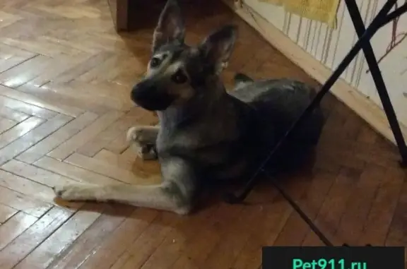 Пропала собака в Зеленограде, бежала к станции Крюково