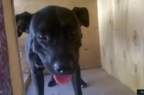Найдена собака на ромашке в Пятигорске