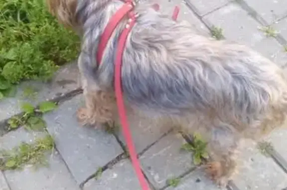 Найдена собака возле ТЦ в Мытищах, ул. Борисовка, 26