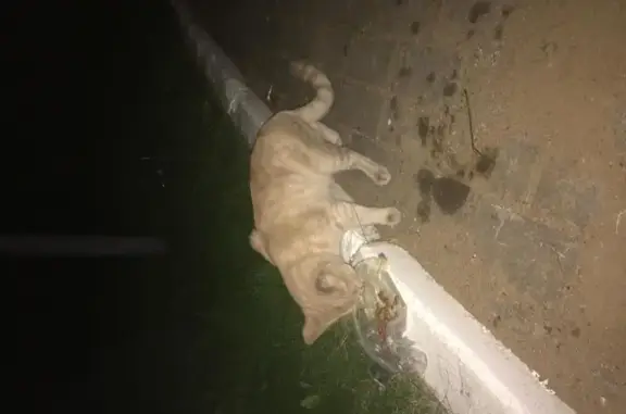 Найден ласковый кот в Одинцово