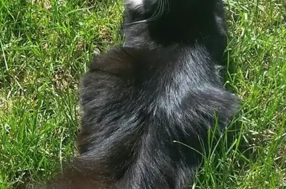 Пропала черная кошка с белыми лапками в Московской области