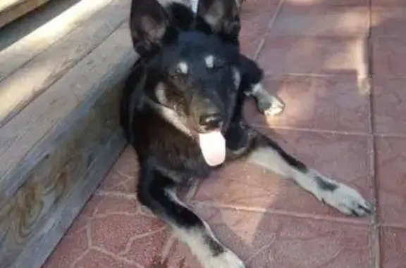 Найден домашний пес в Уварово, Московская область