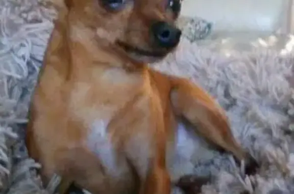 Собаки потеряшки, Шатки, фото: Потеряшка мини-тойтерьер в Шатках, д. Паново на озере