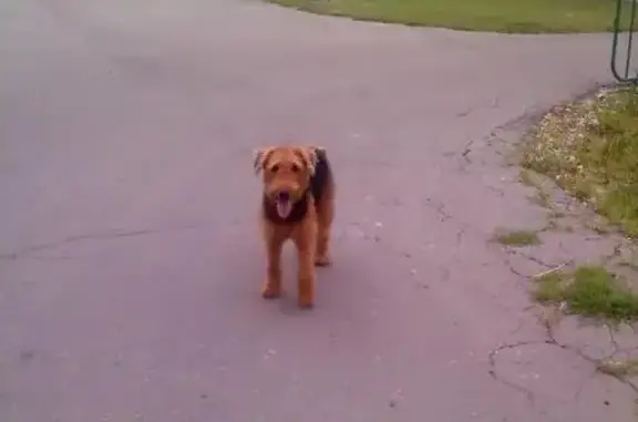 Найдена собака в Жуковском на улице Пушкина