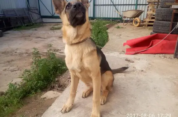 Найдена собака BEO в д. Брёхово, Солнечногорский район
