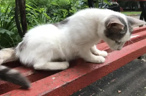 Найдена кошка Сонечка на Туристской ул.
