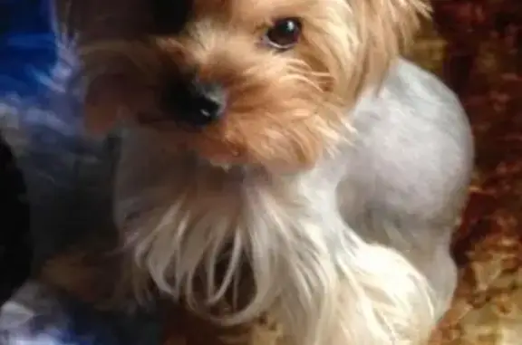 Собаки потеряшки, Смирновка, фото: Потеряшка собака в посёлке Смирновка, Новокузнецкий район