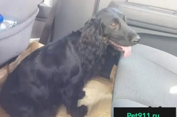 Найдена собака на Новорязанском шоссе в районе Мирного