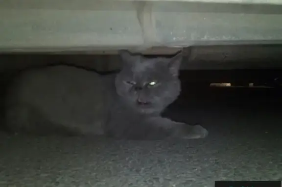 Найден домашний серый кот на Полеводческой, 8