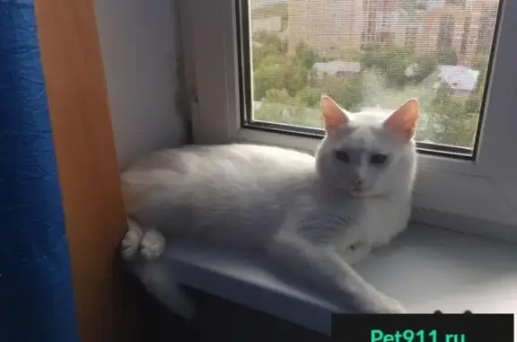 Пропала белая кошка в Коньково, Москва