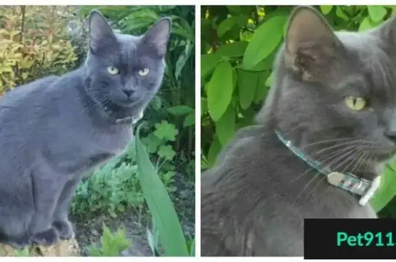 Пропала кошка в ЖК Весна, Апрелевка, МО, ошейник с телефоном для связи.