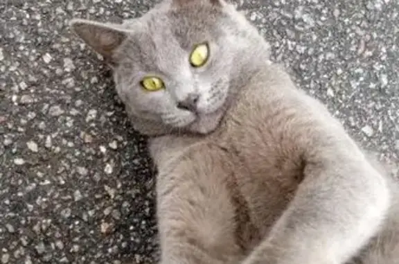 Найден кот на ул. Краснопутиловская 65