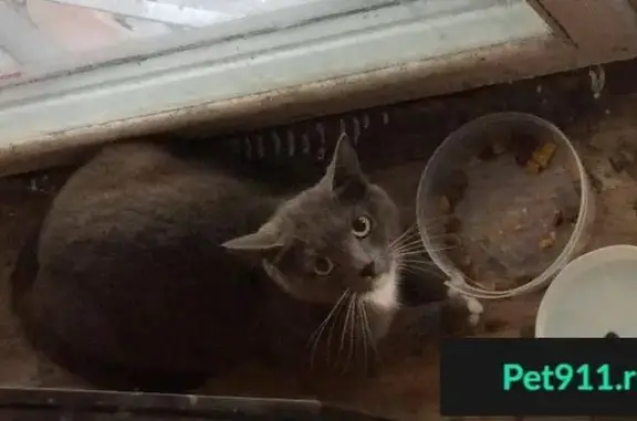 Найдена кошка на ул. Азовская, Москва
