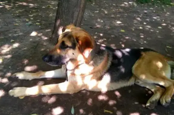 Пропала собака в Москве, метро Бибирево