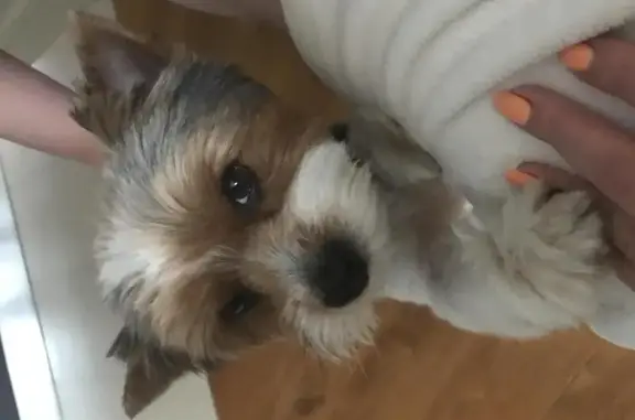 Собаки потеряшки, Плоски, фото: Потеряшка собака в деревне Плоски, Конаковский район