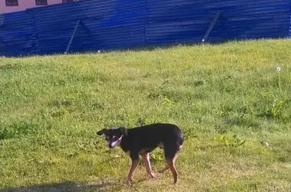 Найдена собака в Кремле, Н.Новгород, похожа на той терьера