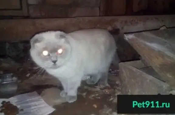 Найдена кошка на ул. Красноармейской, Тамбов