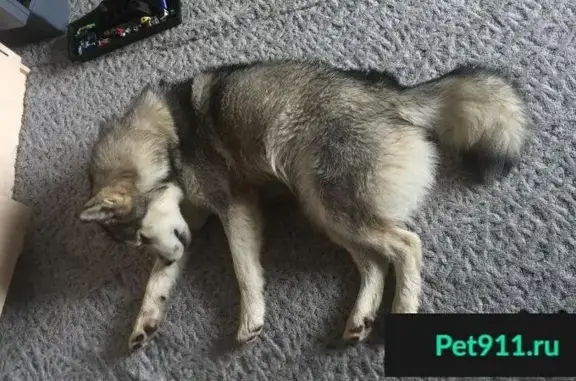 Собака найдена в Екатеринбурге, возможно помесь хаски и лайки