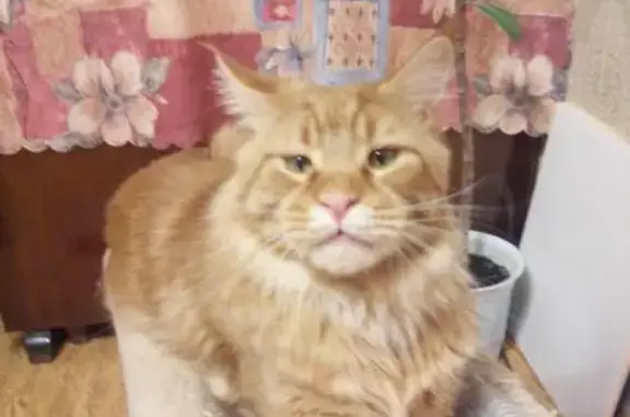 Кошки потеряшки, Уваровка, фото: Потеряшка кошка на даче в Тульской области