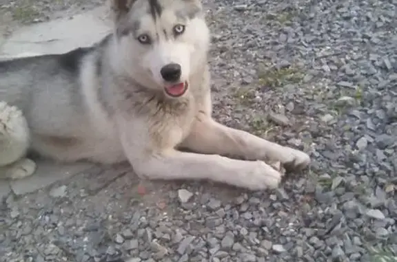 Пропала собака на Кубанской улице, Батайск.