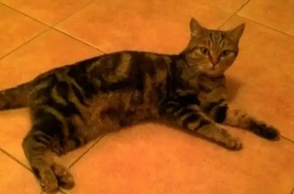Найдена кошка в Востряково, ищем хозяев или желающих взять