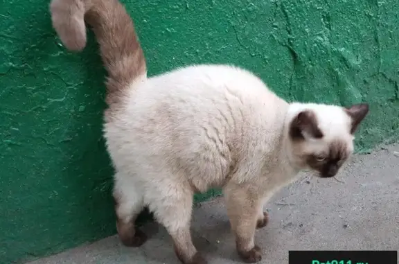 Найдена кошка на Открытом шоссе