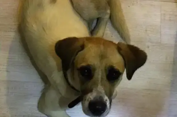 Найдена собака в Новокосино с ошейником!