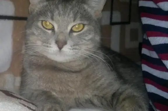 Пропала кошка в Поливановке, Саратов