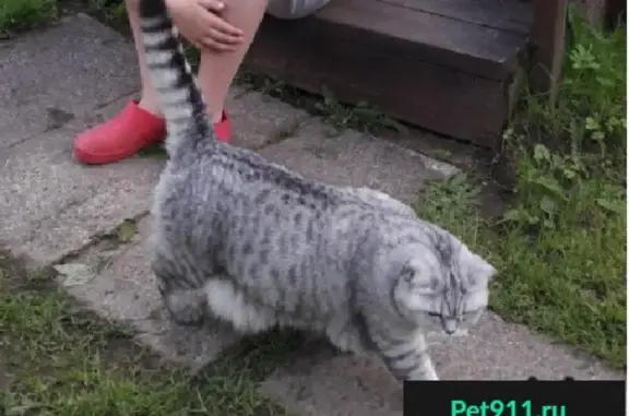 Кошки потеряшки, Ивангородское, фото: Потеряшка кошка в Юбилейном, Новотоксово