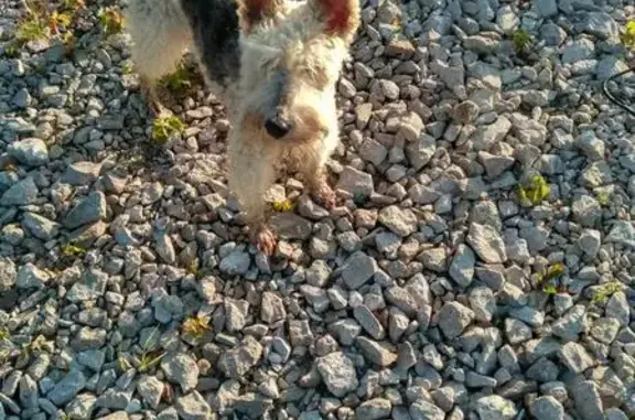Найден воспитанный домашний пес в Татариново