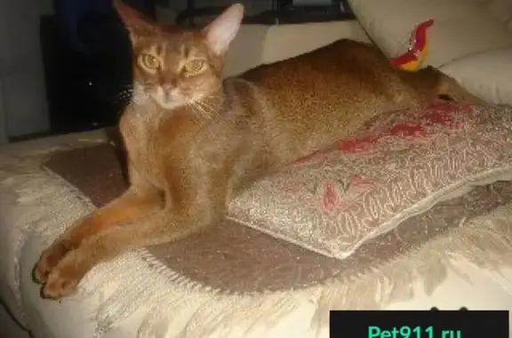 Кошки потеряшки, Тимофеевка, фото: Потеряшка кот Пум в СНТ Сборщик, Самарская область