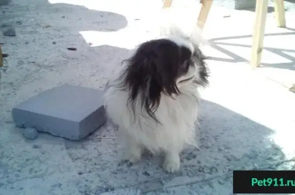 Найдена собака в СНТ Медик, Екатеринбург