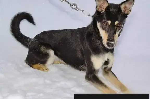 Пропала собака Вита в Москве!