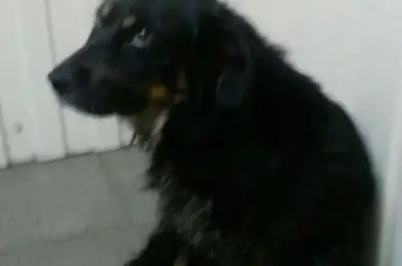 Найдена собака на Иркутской, 21!