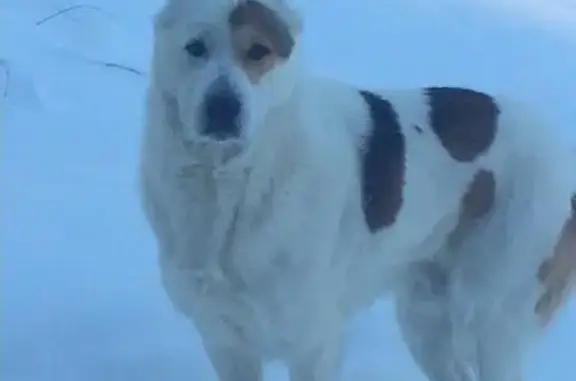Пропала собака в чёрном ошейнике в Приокском Академии МВД России, Нижний Новгород