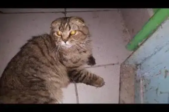 Найдена кошка шотландская в Рязани