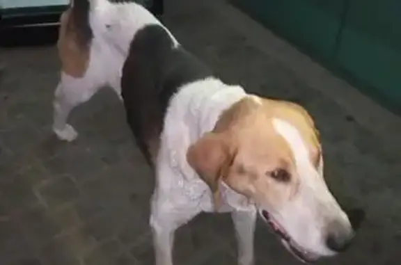 Найдена собака в Воронеже - спасите ее!