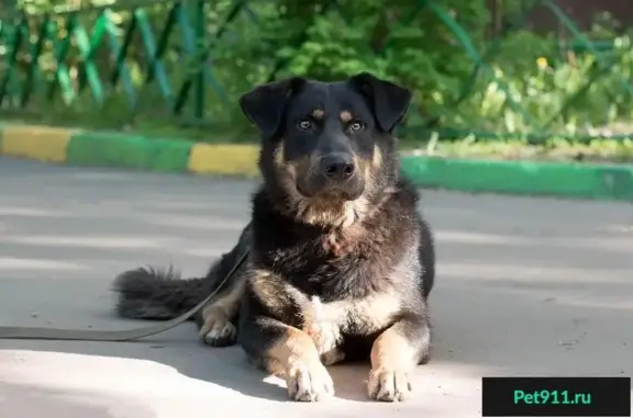 Собака Алишер ищет дом и передержку в Москве.