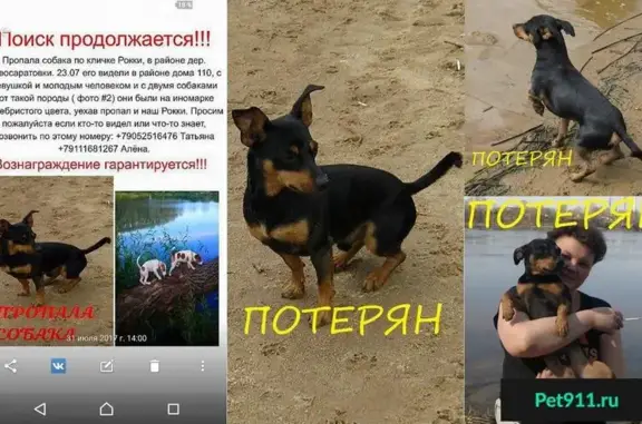 Пропала собака в Лен.обл и Санкт-Петербурге, помогите найти!