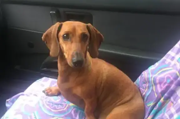 Пропала собака на Комсомольском шоссе, вознаграждение гарантировано.
