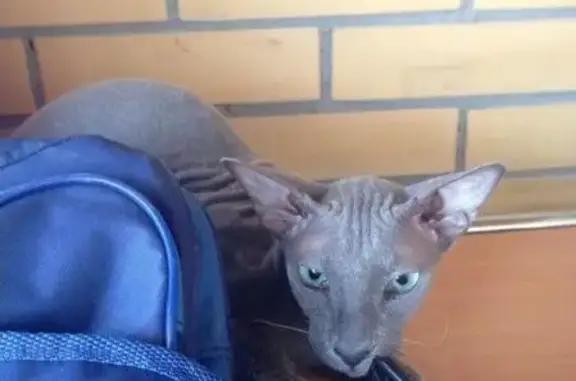 Найдена лысая кошка на ул. Федора Абрамова
