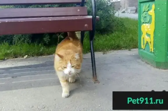 Найдена кошка в ЖК Цветы на ул. Академика Сахарова